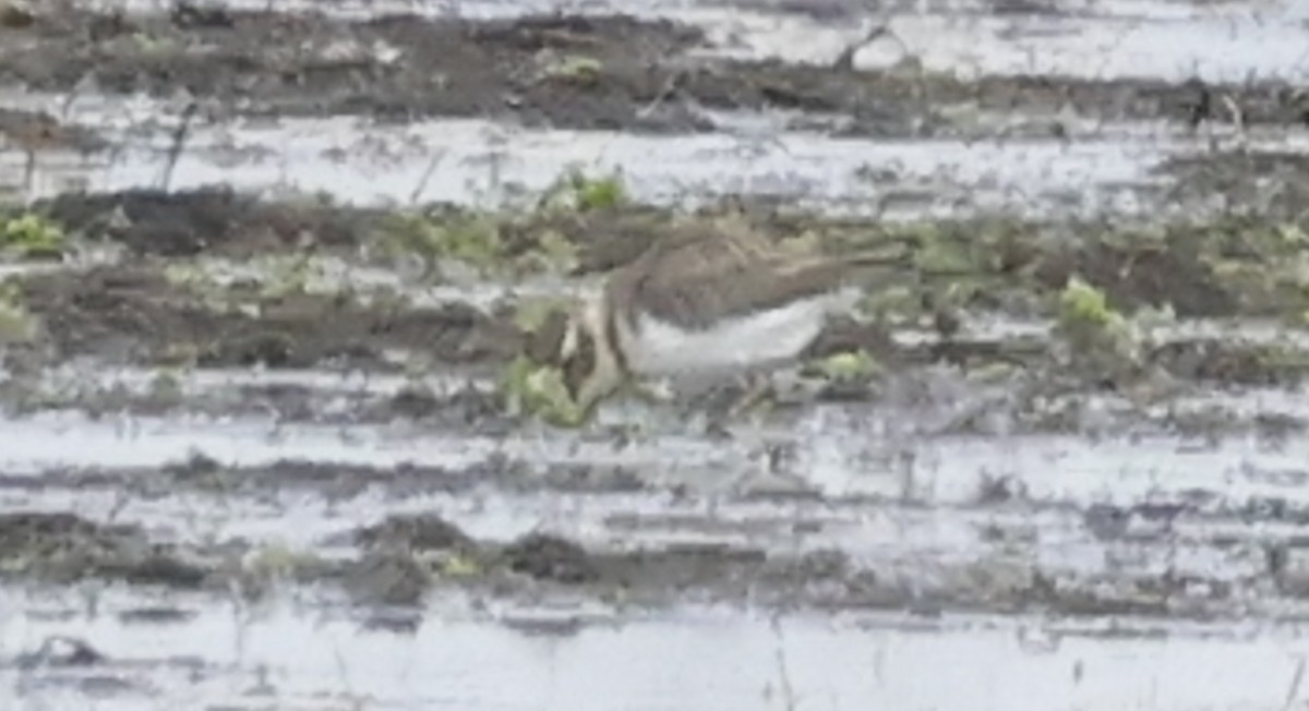 Double-banded Plover - ML622534706