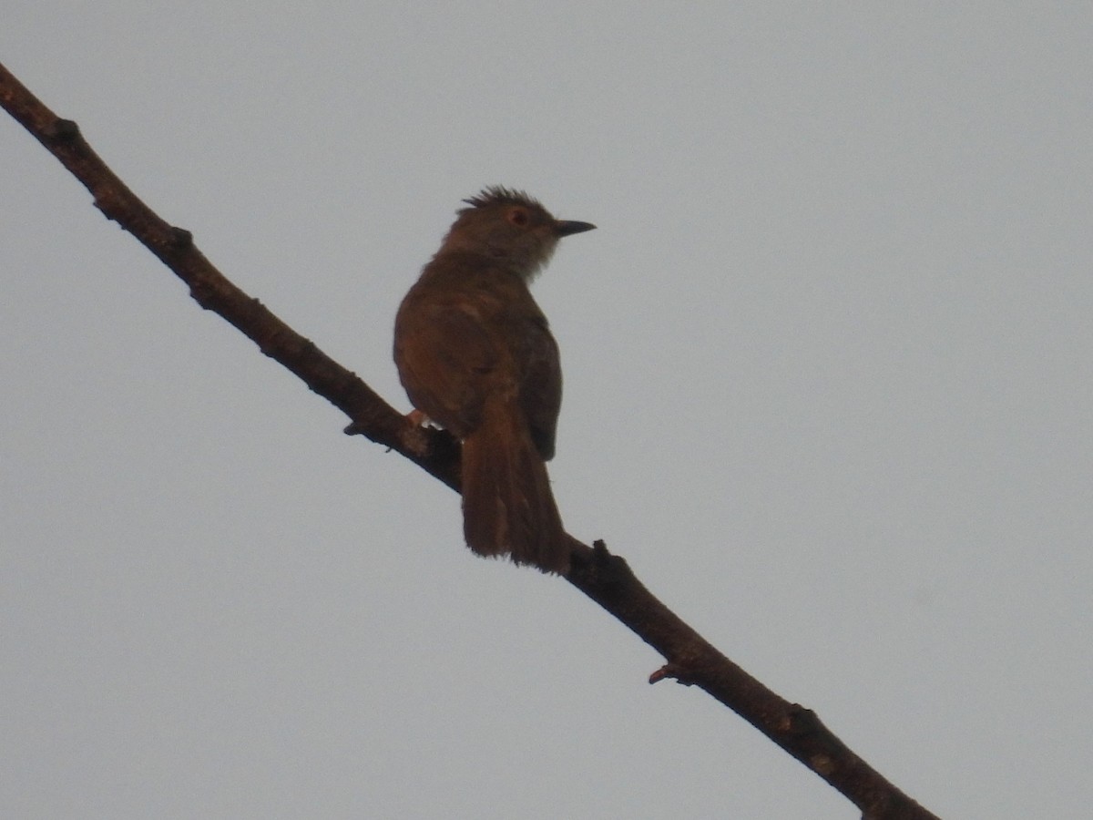 Spectacled Bulbul - ML622534741