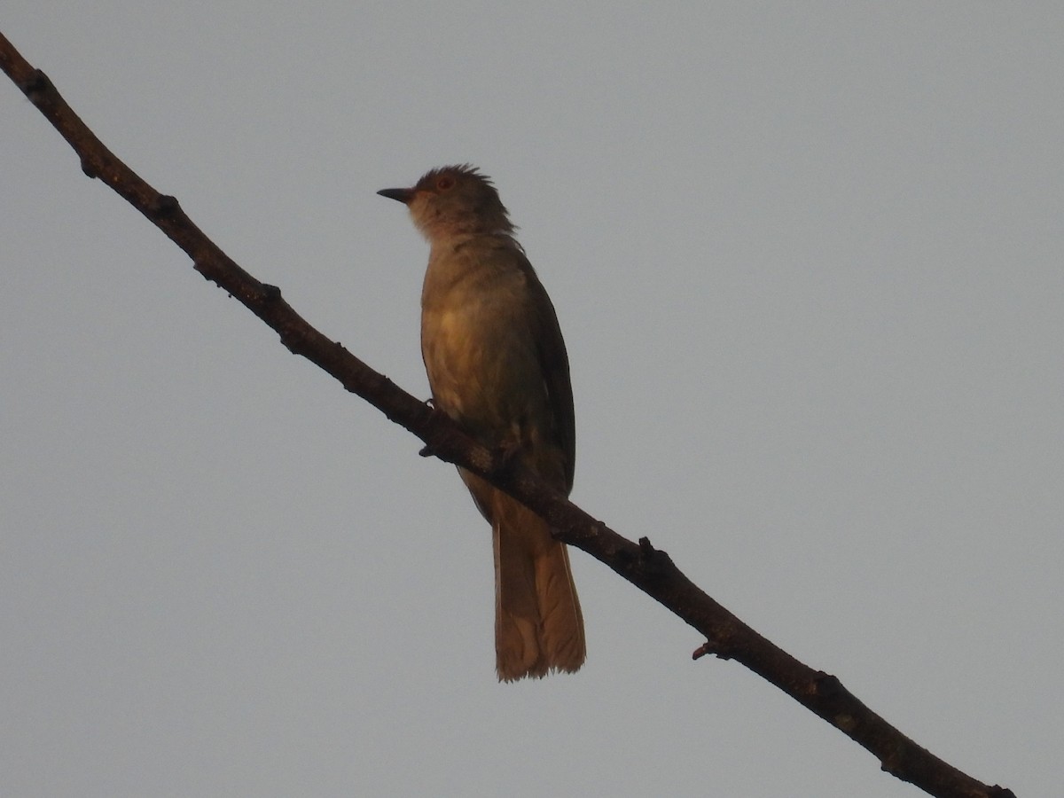 Spectacled Bulbul - ML622534742