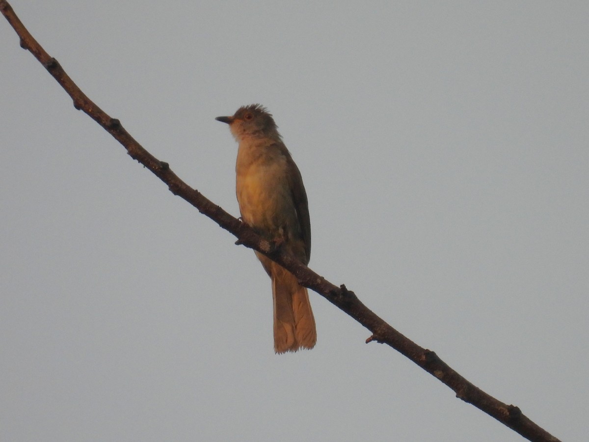 Spectacled Bulbul - ML622534743