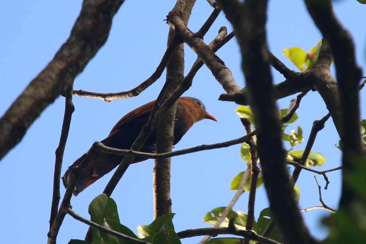 Cuco Ardilla Ventrinegro - ML622534804