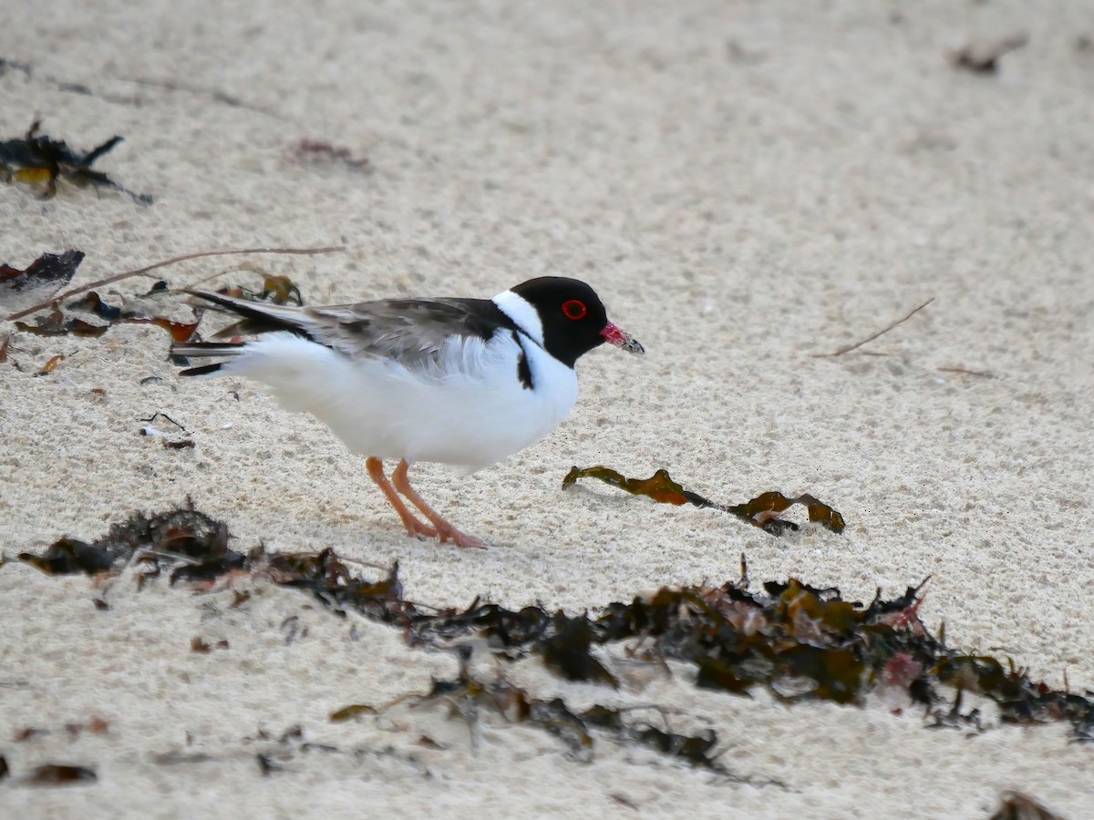 Hooded Plover - ML622534872
