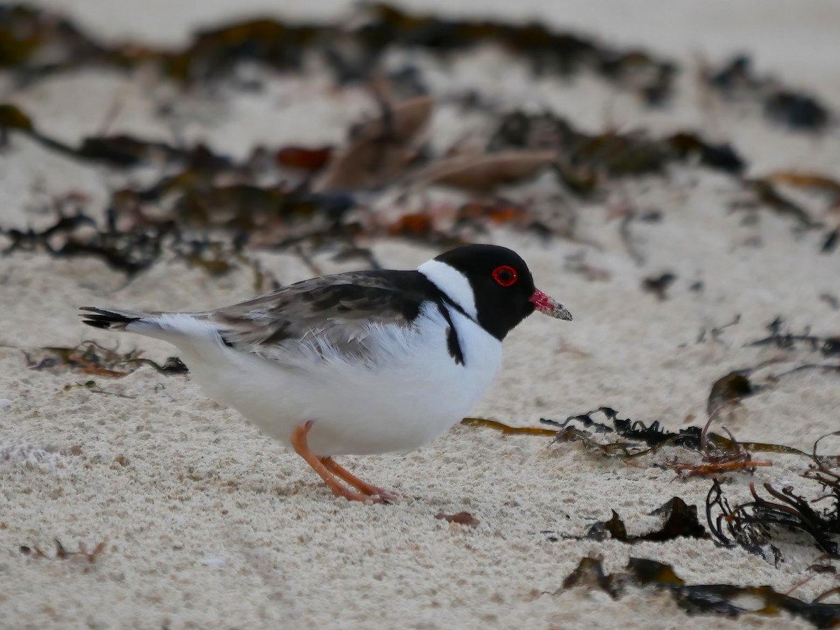 Hooded Plover - ML622534878