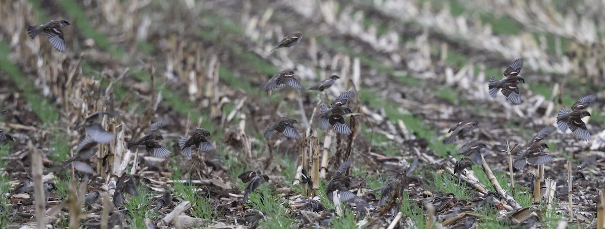 House Sparrow - ML622534949