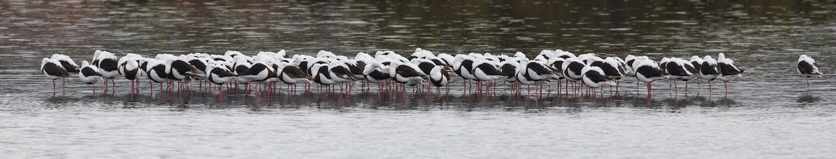 Banded Stilt - ML622534977