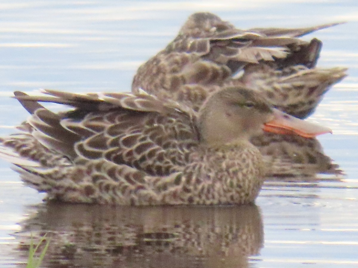 Northern Shoveler - ML622535013