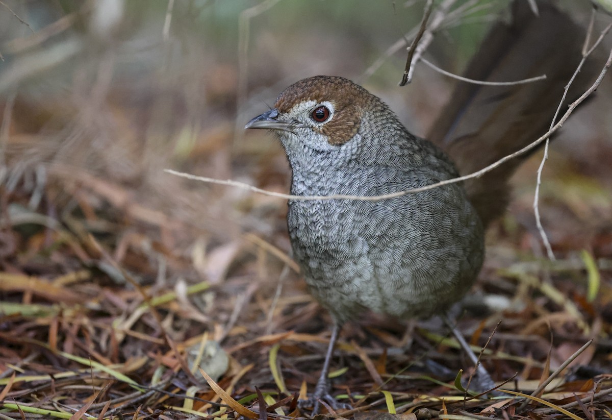 Rufous Bristlebird - ML622535045