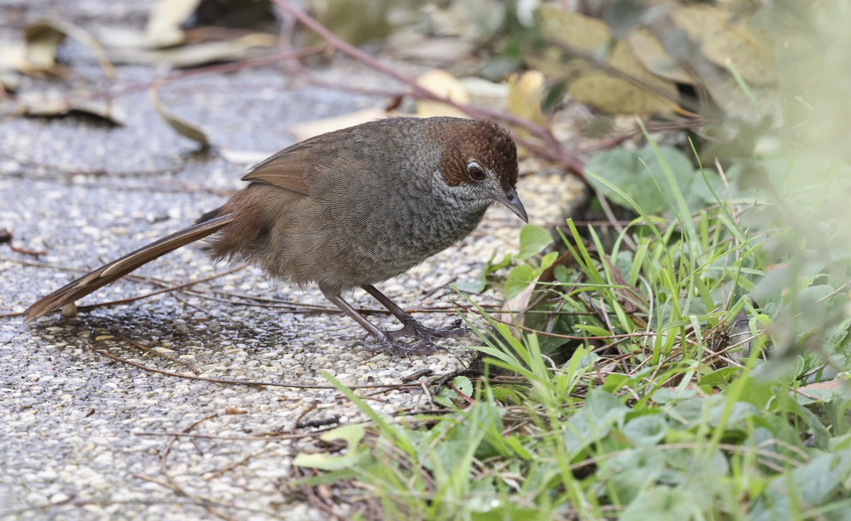 Rufous Bristlebird - ML622535046