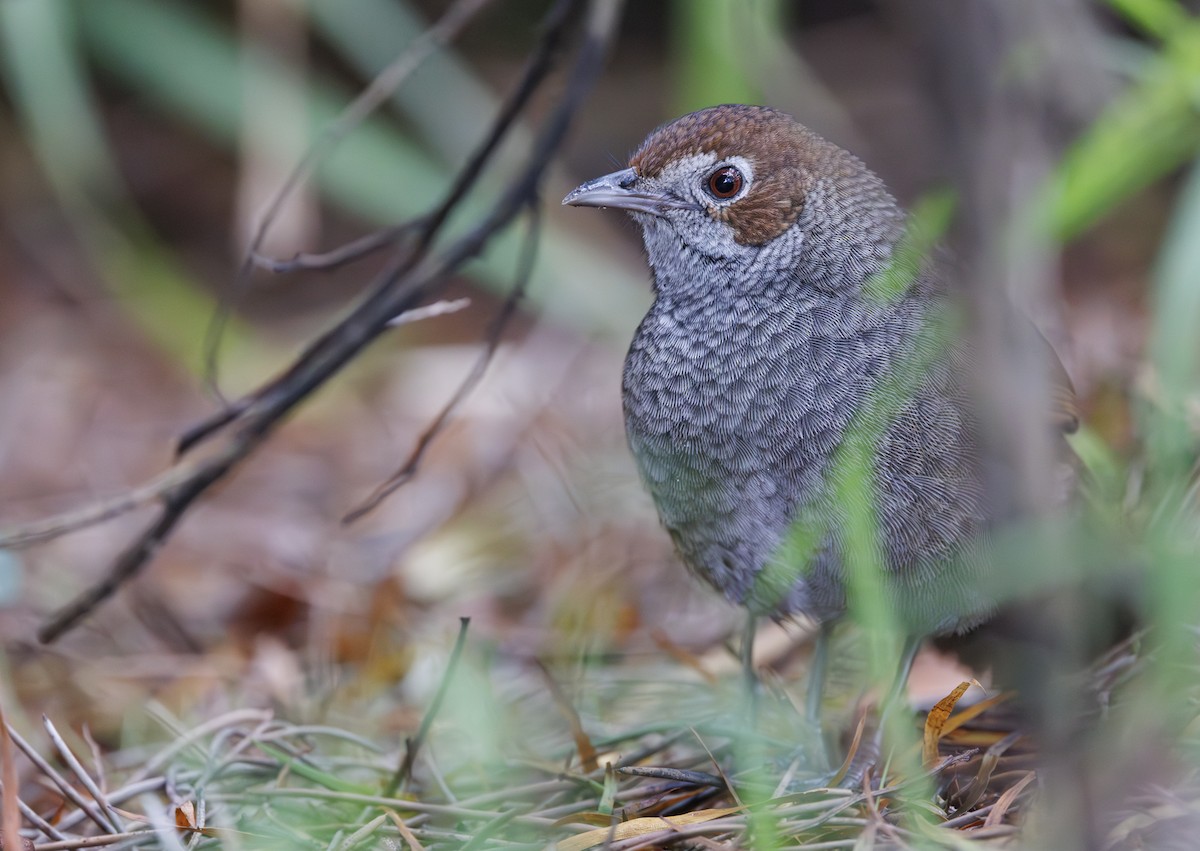 Rufous Bristlebird - ML622535047