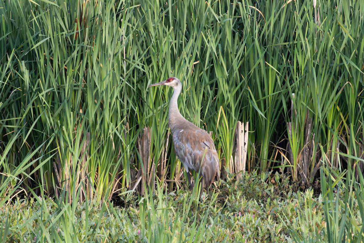 Sandhill Crane - ML622535227