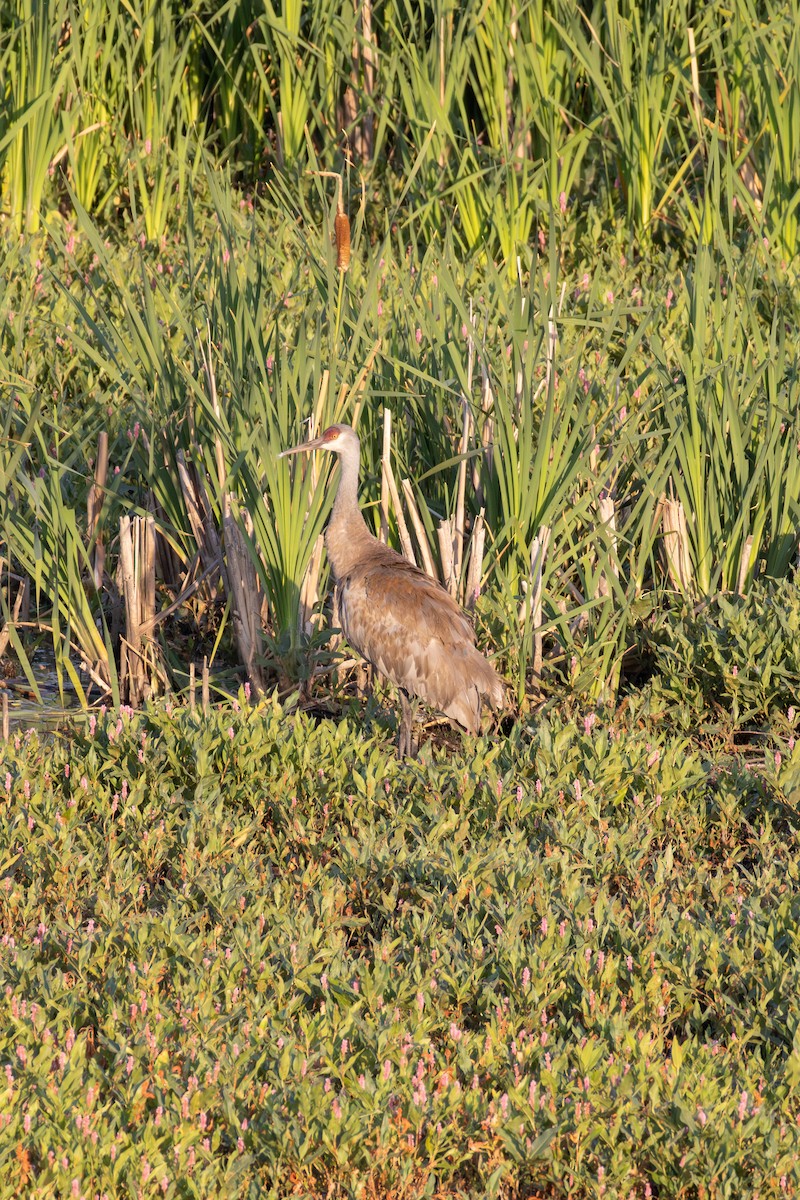 Sandhill Crane - ML622535229