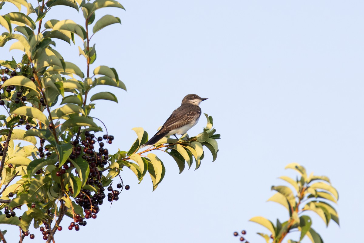 Eastern Kingbird - Connor Marrs