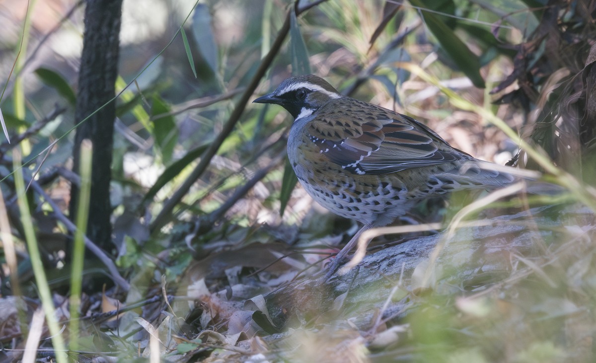 Spotted Quail-thrush - ML622535337