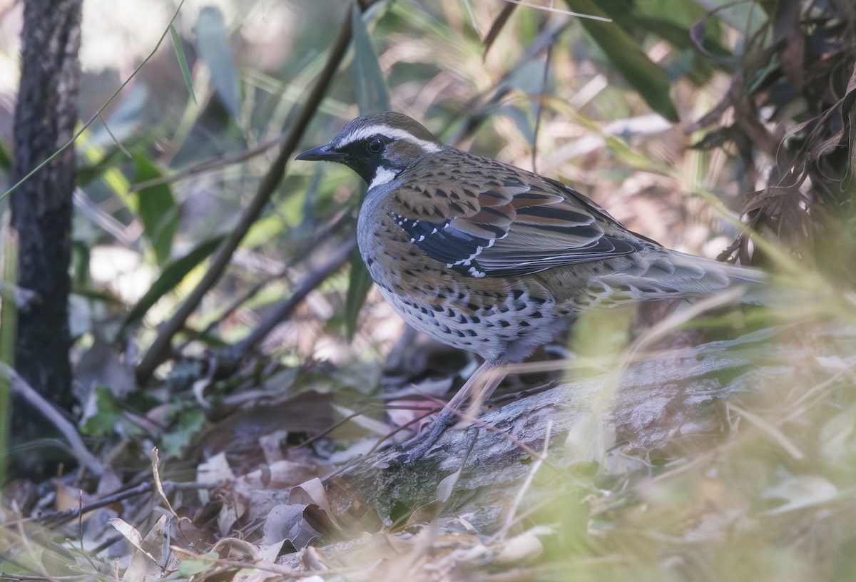 Spotted Quail-thrush - Jason Vassallo