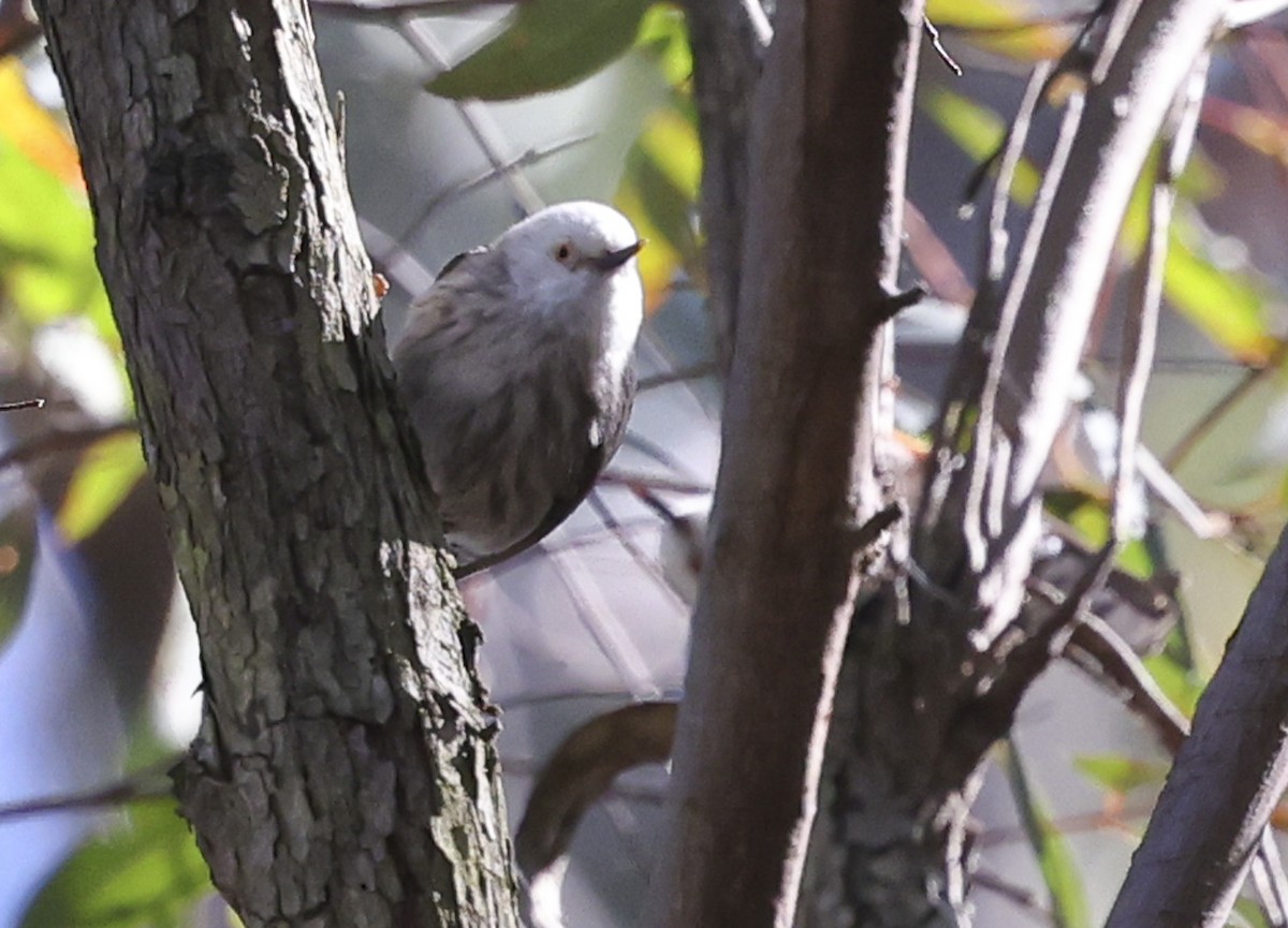 Varied Sittella (White-headed) - ML622535343