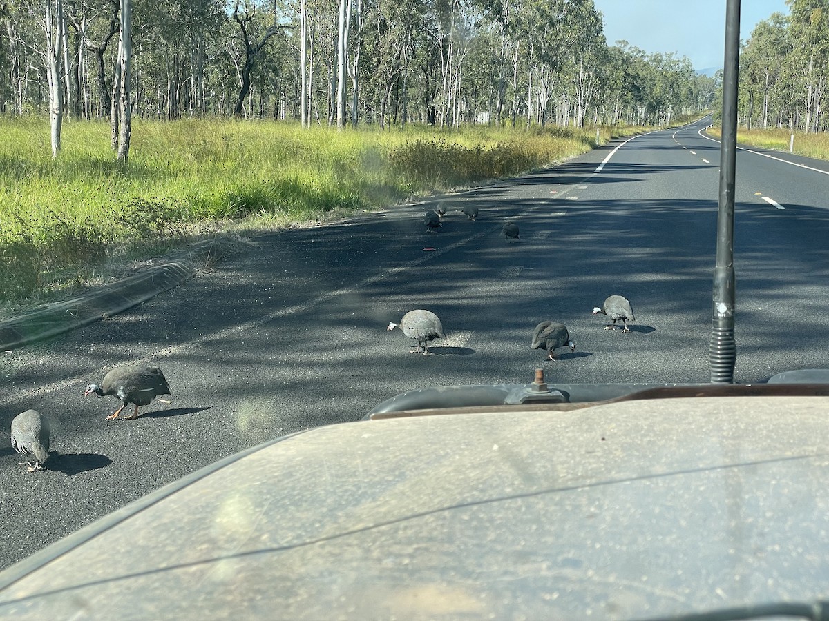 Helmeted Guineafowl (Domestic type) - ML622535578