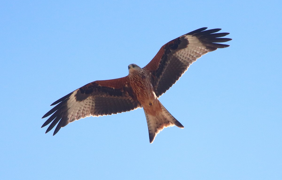 Red Kite - ML622535614