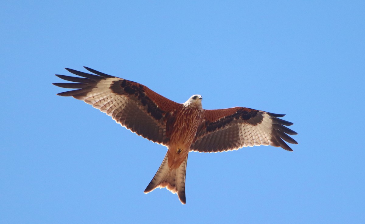 Red Kite - ML622535615