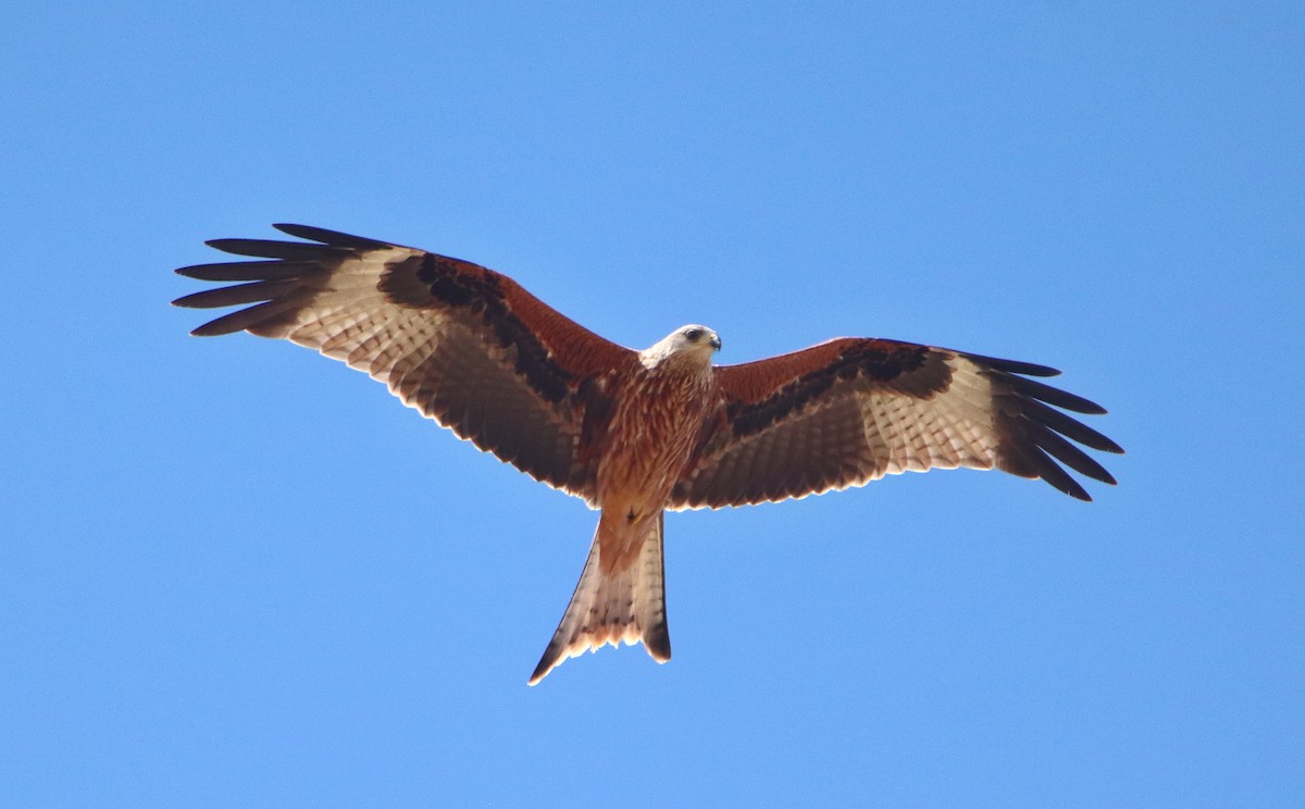 Red Kite - ML622535616