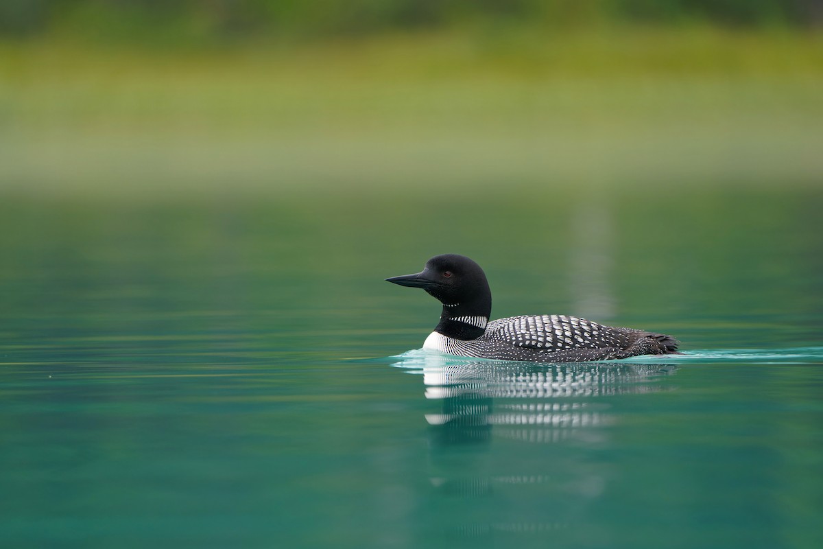 Common Loon - Aidan Li