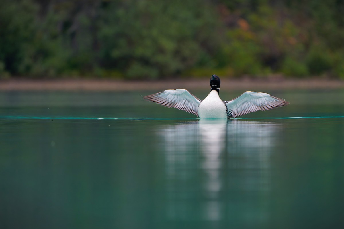 Common Loon - Aidan Li