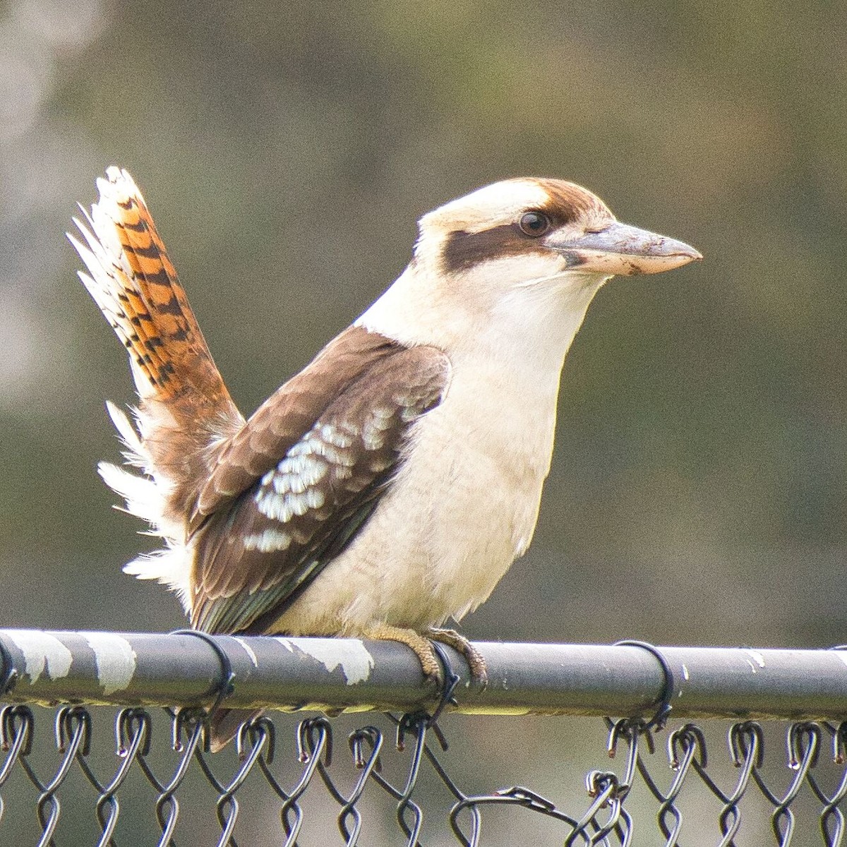 Laughing Kookaburra - Mark Pronger