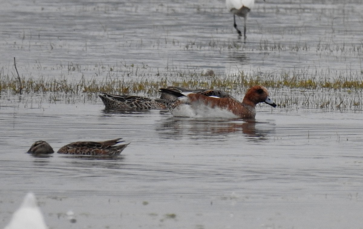 Eurasian Wigeon - ML622535728