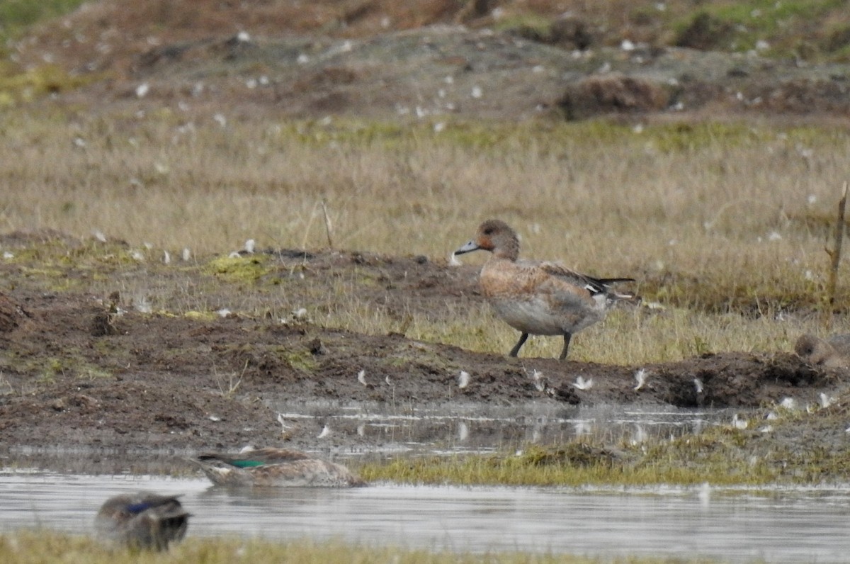 Eurasian Wigeon - Shwetha Bharathi