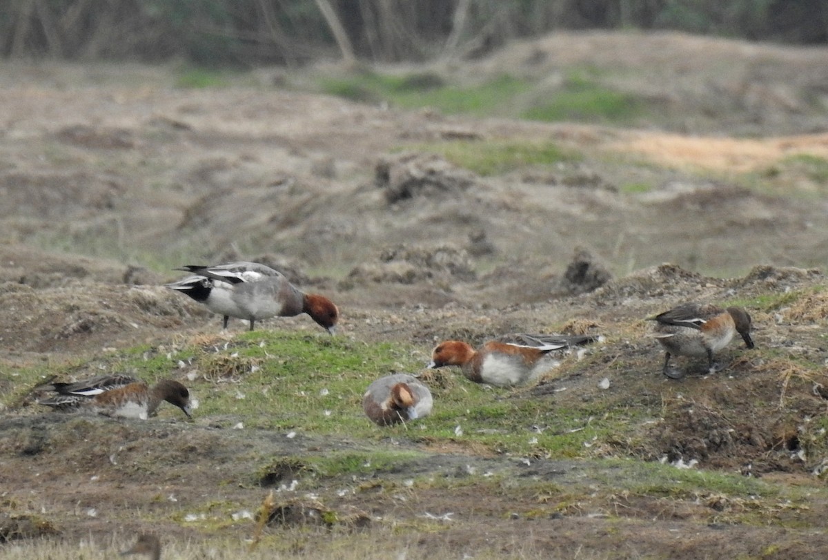 Eurasian Wigeon - ML622535731