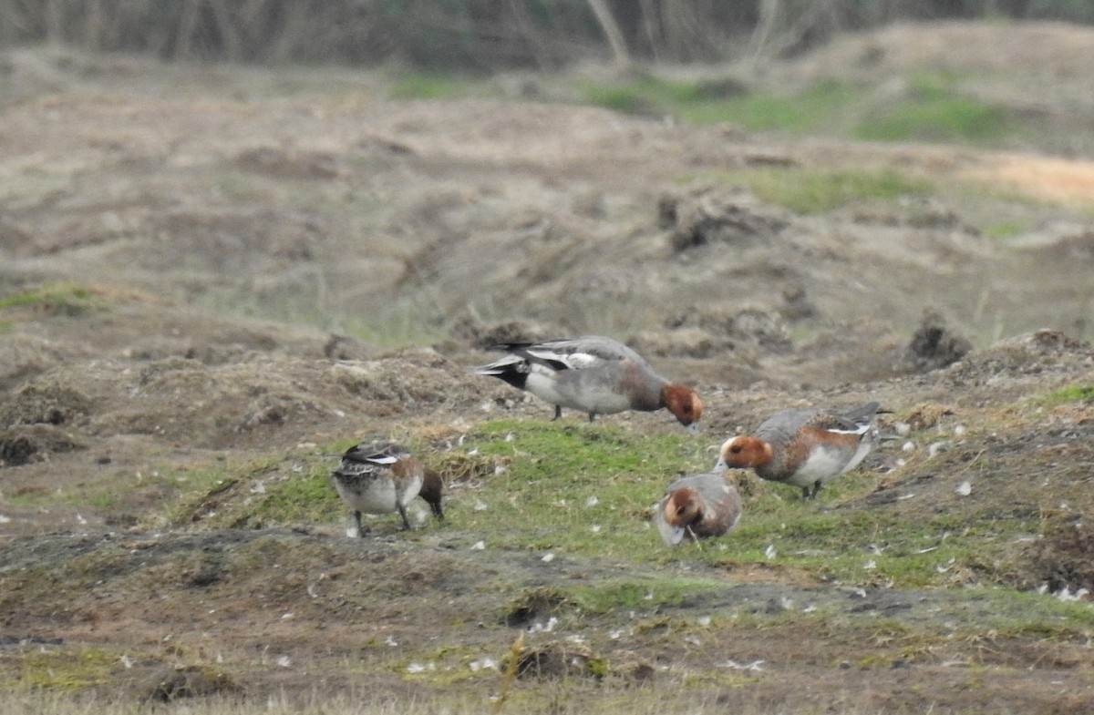 Eurasian Wigeon - ML622535732