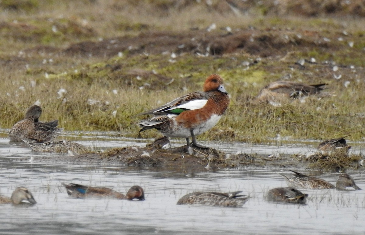 Eurasian Wigeon - ML622535733