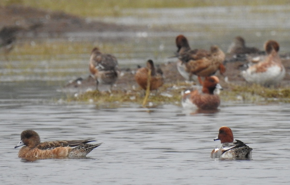 Eurasian Wigeon - ML622535734