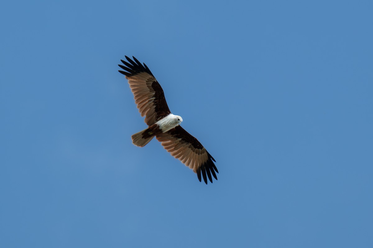 Brahminy Kite - ML622535735