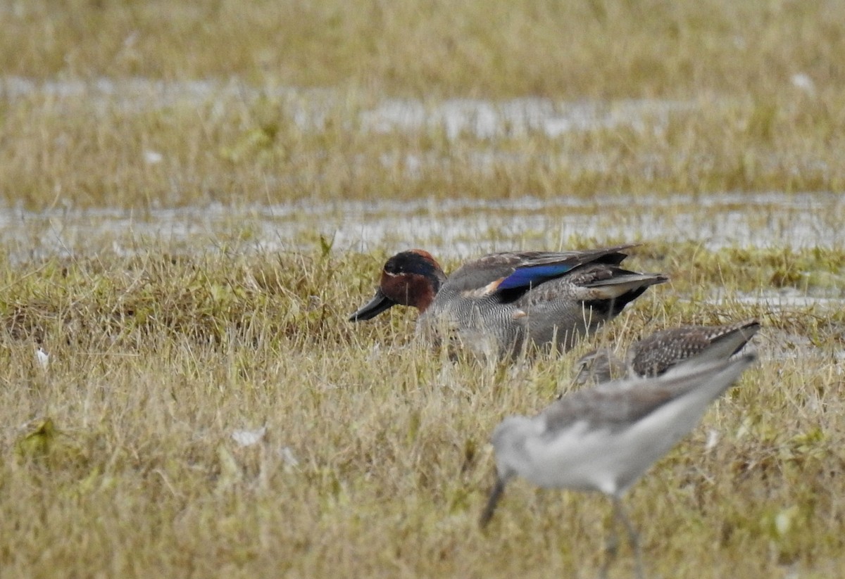 Green-winged Teal - ML622535792