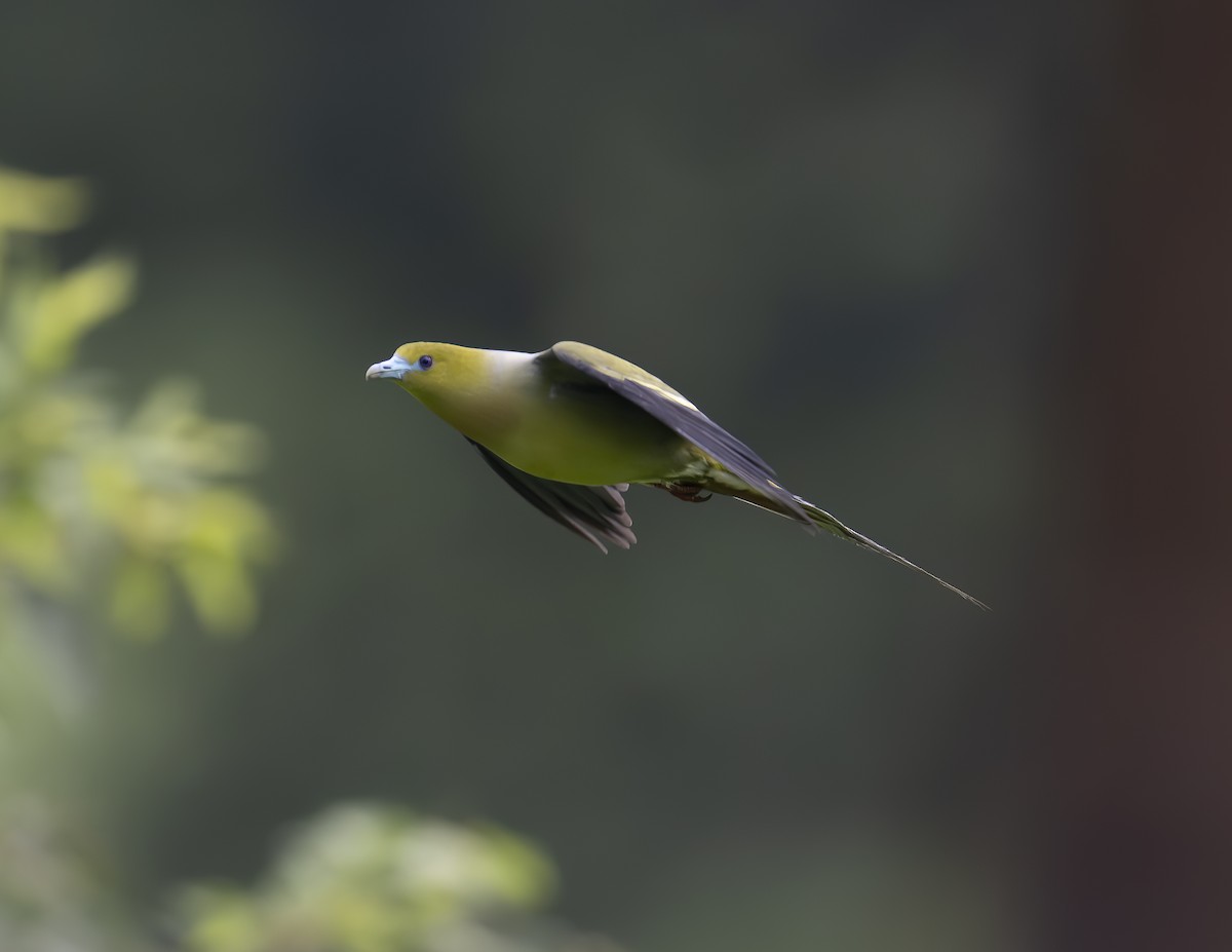 Pin-tailed Green-Pigeon - ML622535802