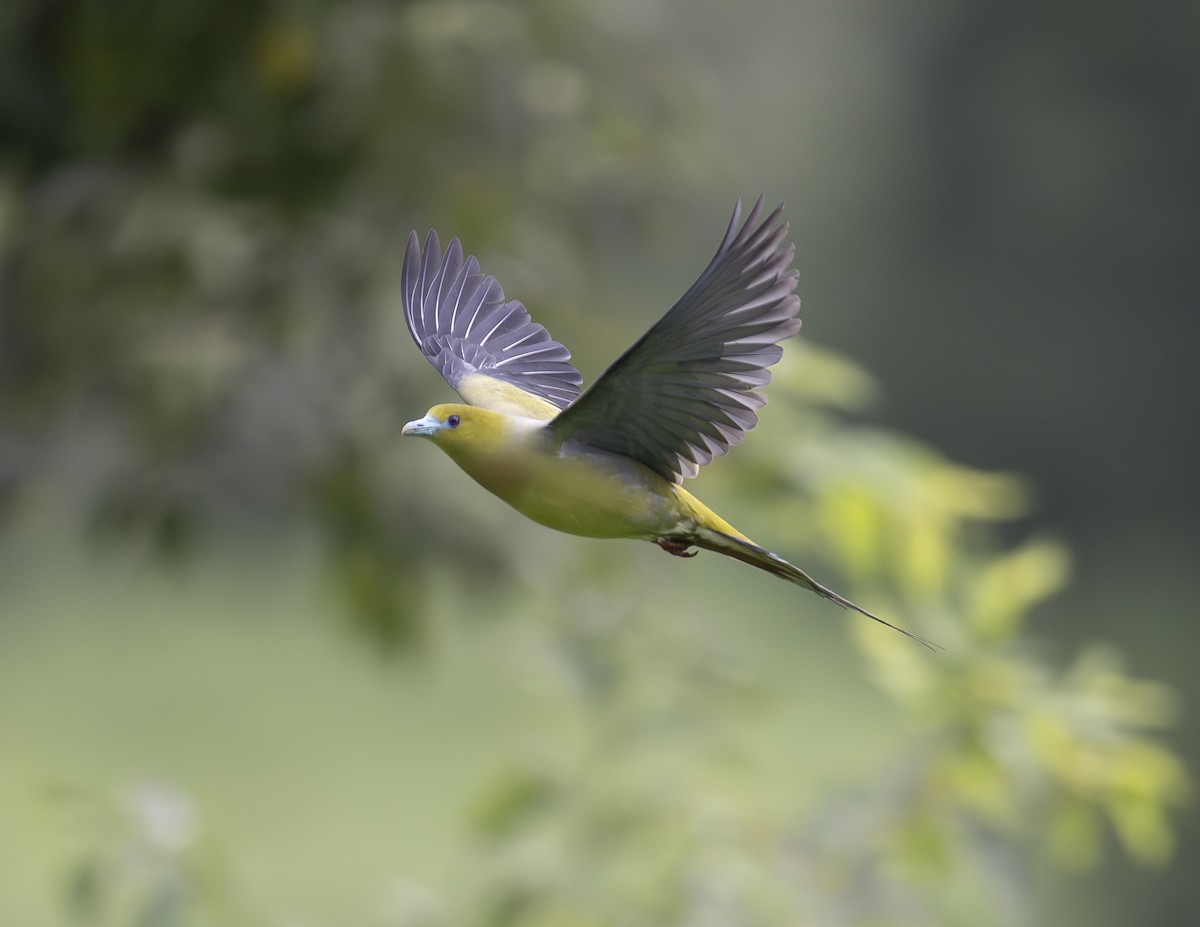 Pin-tailed Green-Pigeon - ML622535806