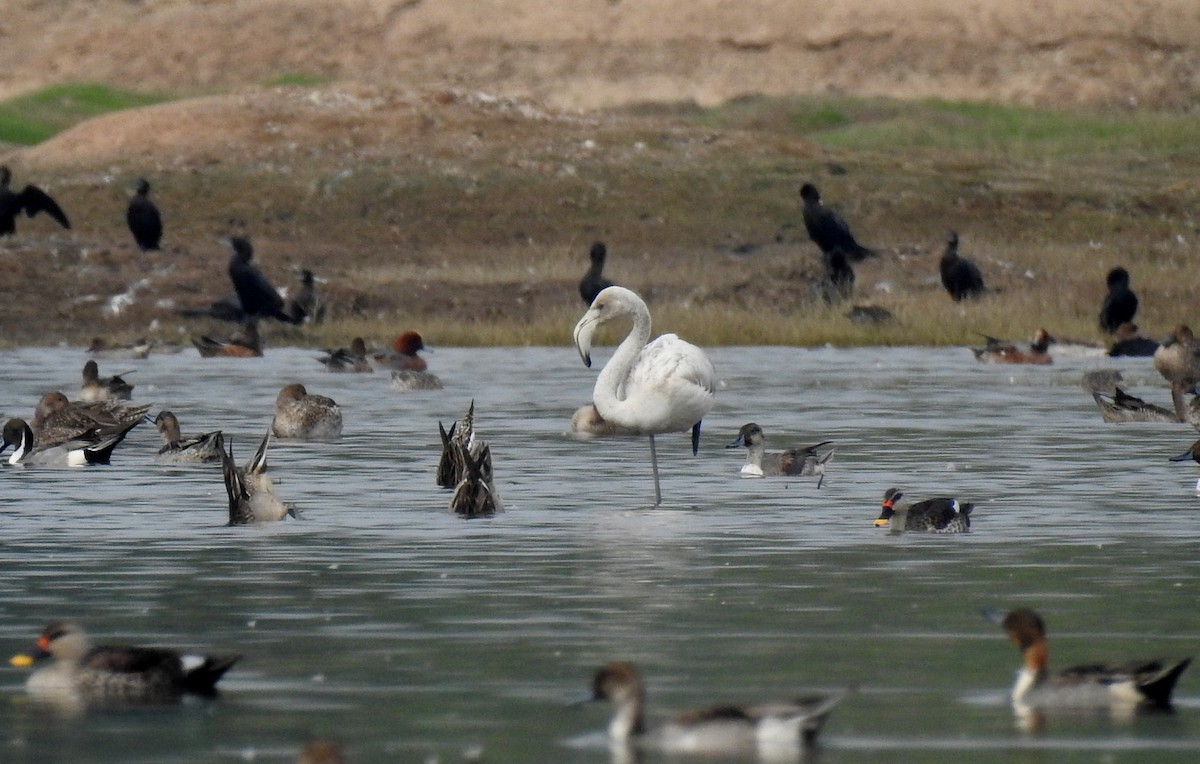 Greater Flamingo - ML622535812