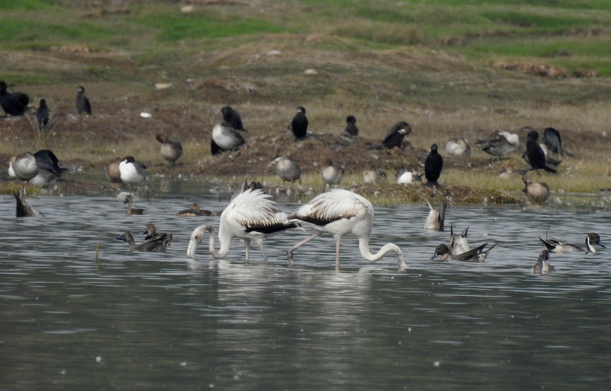 Greater Flamingo - ML622535813