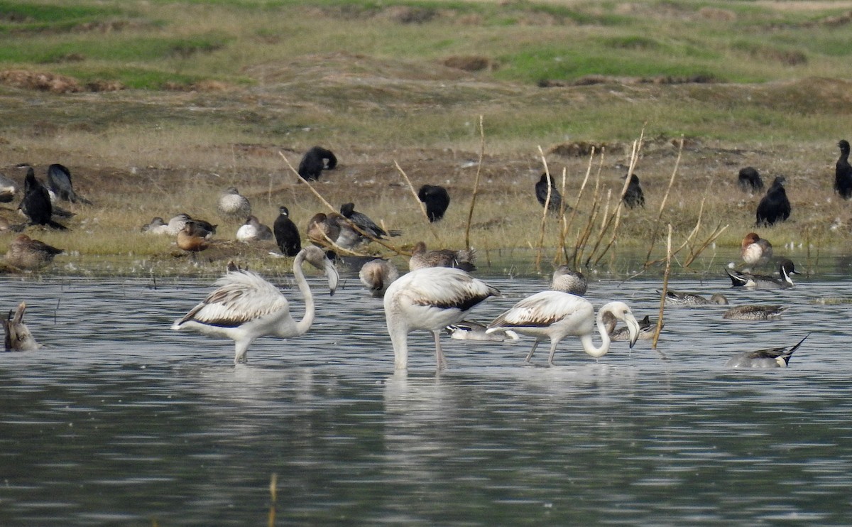 Greater Flamingo - ML622535814