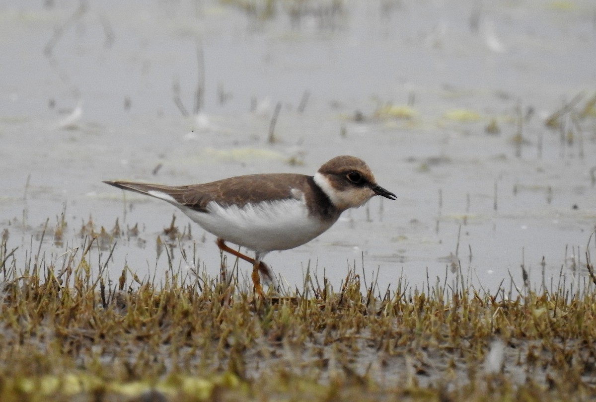 Little Ringed Plover - ML622535843