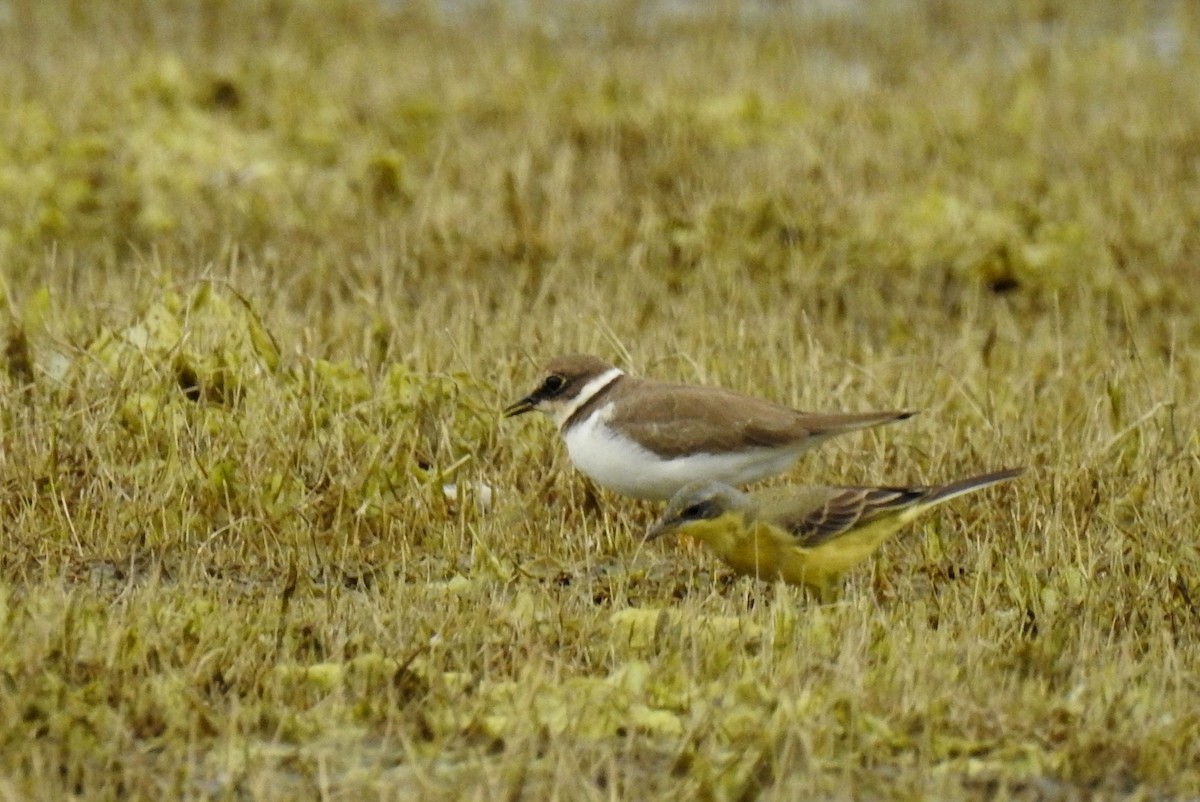 Little Ringed Plover - ML622535844