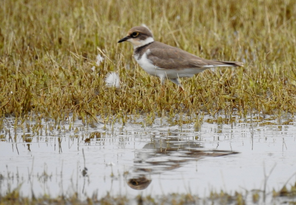 Little Ringed Plover - ML622535845