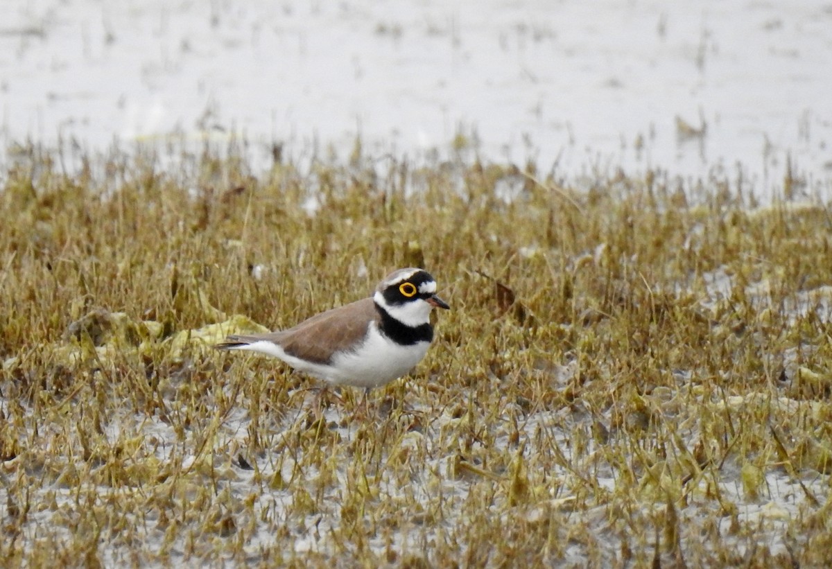 Little Ringed Plover - ML622535849