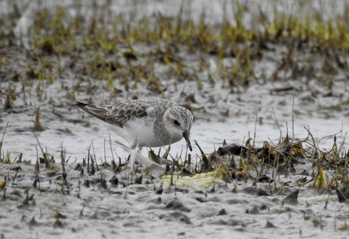 Little Stint - ML622535850