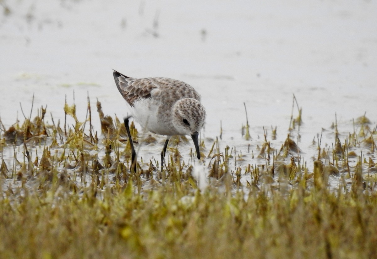 Little Stint - ML622535851