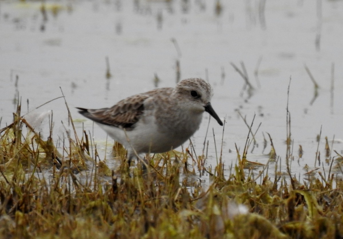 Little Stint - ML622535852