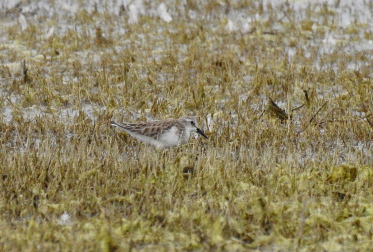 Little Stint - ML622535853