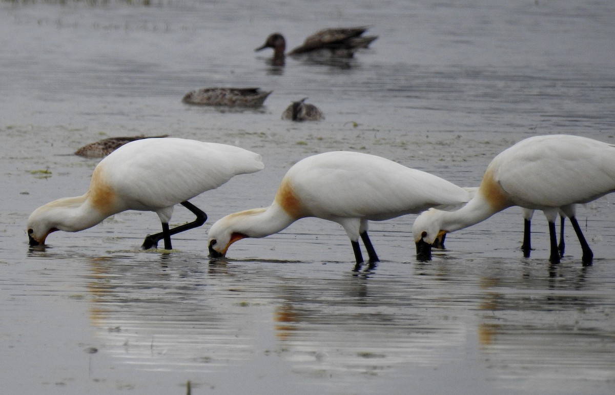 Eurasian Spoonbill - Shwetha Bharathi