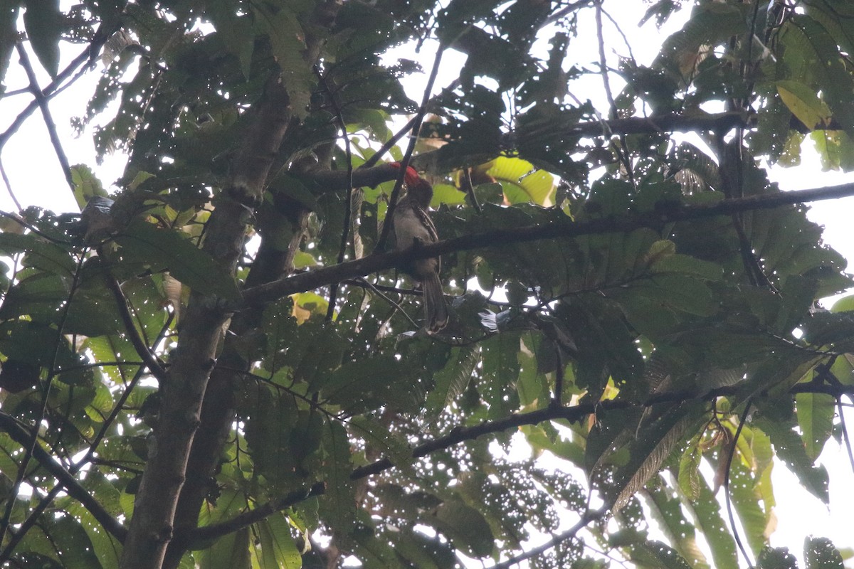 Red-billed Dwarf Hornbill - ML622535861