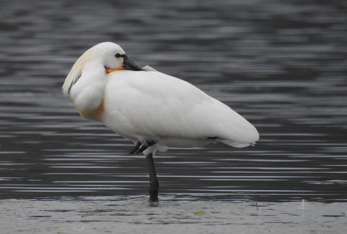 Eurasian Spoonbill - ML622535869